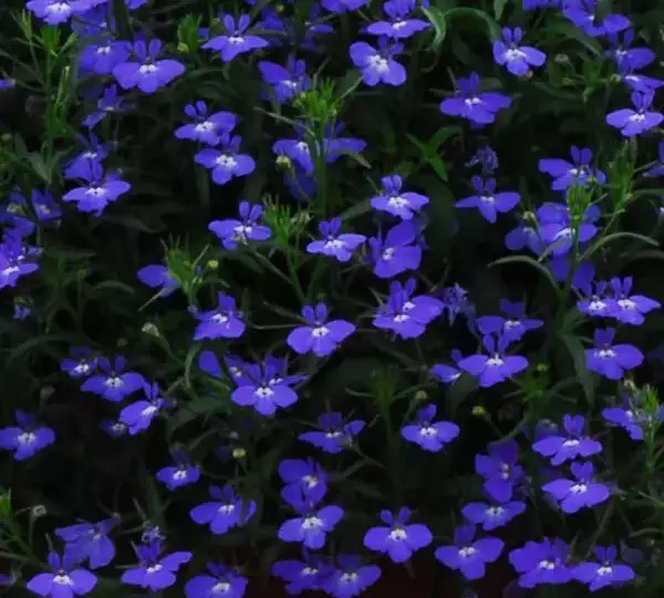 Лобелия Регатта Тёмно-синяя - Lobelia erinus Regatta Midnight Blue - Фото №2
