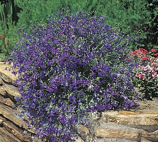 Лобелия Регатта Тёмно-синяя - Lobelia erinus Regatta Midnight Blue - Фото №3