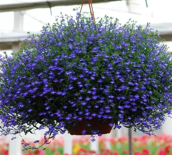Лобелия Регатта Тёмно-синяя - Lobelia erinus Regatta Midnight Blue - Фото №1