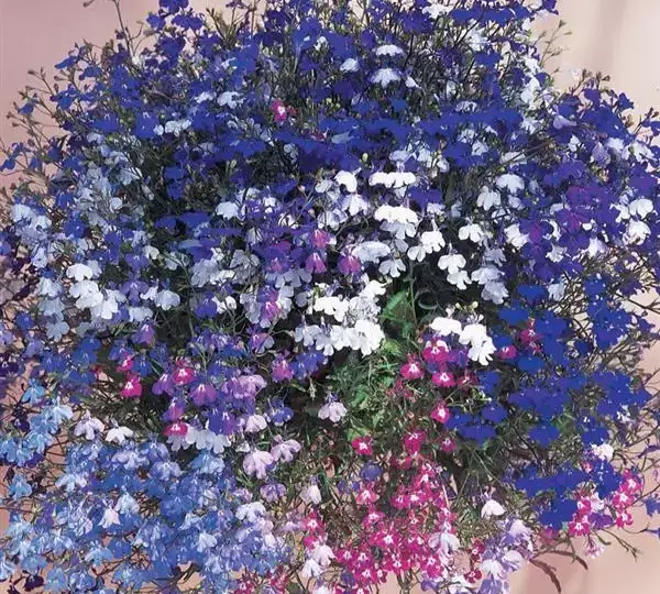 Лобелия Регатта Смесь - Lobelia erinus Regatta Mix - Фото №1