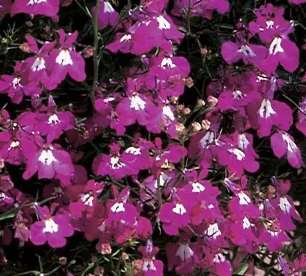 Лобелия Регатта Розовая - Lobelia erinus Regatta Rose - Фото №1