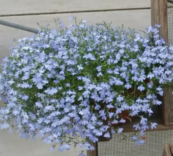 Лобелия Регатта Небесно-голубая - Lobelia erinus Regatta Sky Blue - Фото №2