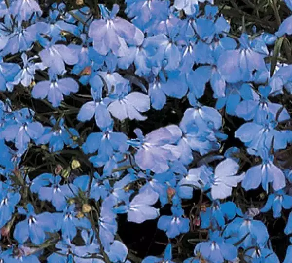 Лобелия Регатта Небесно-голубая - Lobelia erinus Regatta Sky Blue - Фото №1