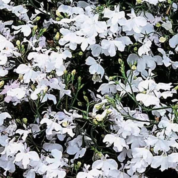 Лобелия Регатта Белая - Lobelia erinus Regatta White - Фото №1