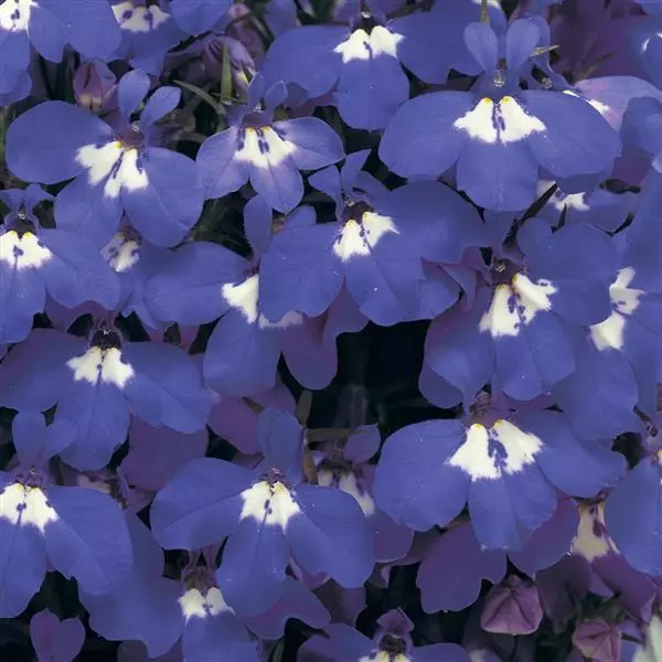 Лобелия Ривьера Блю Айс - Lobelia erinus Riviera Blue Eyes - Фото №1