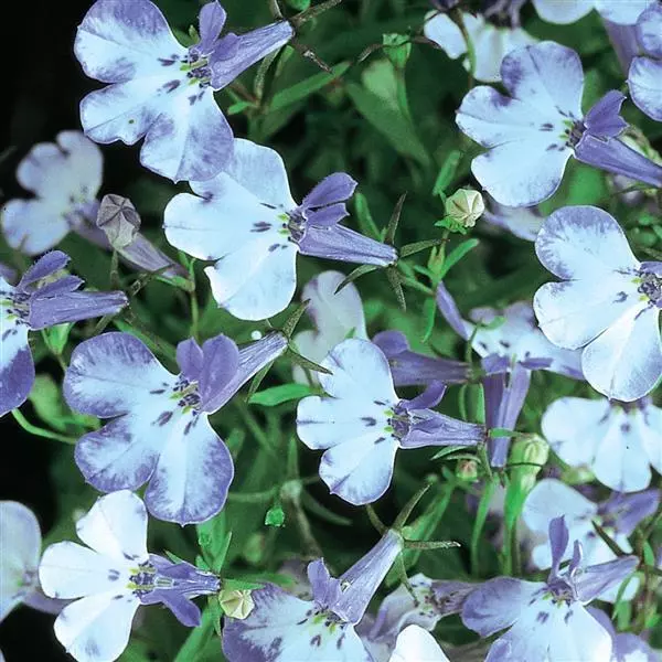Лобелия Ривьера Блю Сплэш - Lobelia erinus Riviera Blue Splash - Фото №1