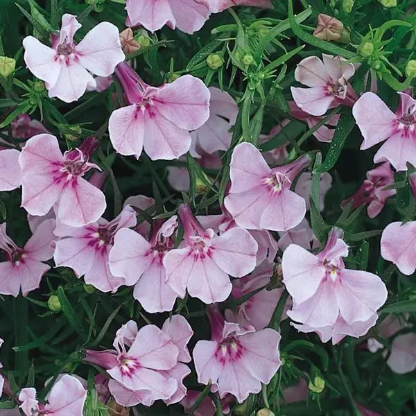 Лобелия Ривьера Сиреневая - Lobelia erinus Riviera Lilac - Фото №1