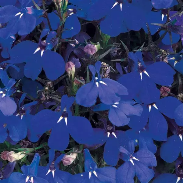 Лобелия Ривьера Морская синяя - Lobelia erinus Riviera Marine Blue - Фото №1
