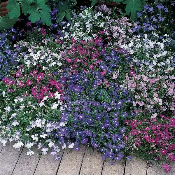 Лобелия Ривьера Смесь - Lobelia erinus Riviera Mix - Фото №2