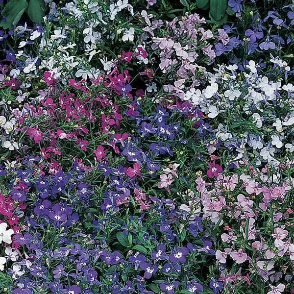 Лобелия Ривьера Смесь - Lobelia erinus Riviera Mix - Фото №1
