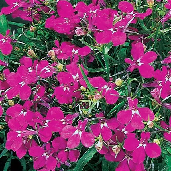 Лобелия Ривьера Розовая - Lobelia erinus Riviera Rose - Фото №1