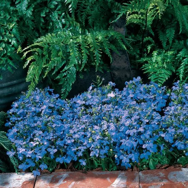 Лобелия Ривьера Небесно-голубая - Lobelia erinus Riviera Sky Blue - Фото №2