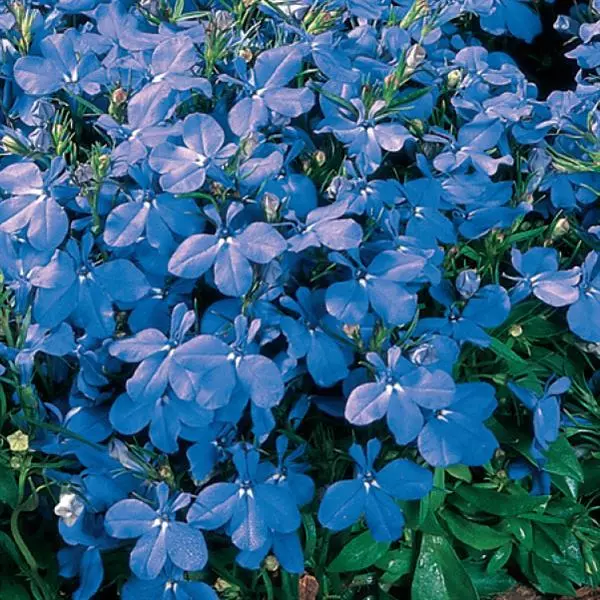 Лобелия Ривьера Небесно-голубая - Lobelia erinus Riviera Sky Blue - Фото №1