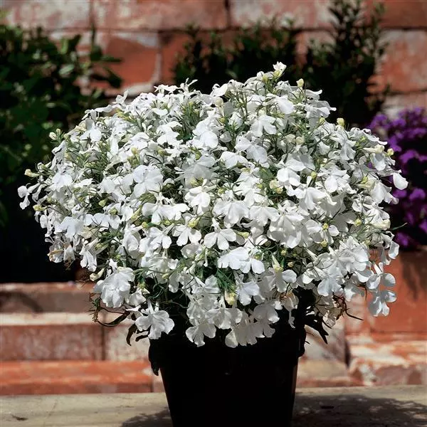 Лобелия Ривьера Белая - Lobelia erinus Riviera White - Фото №2