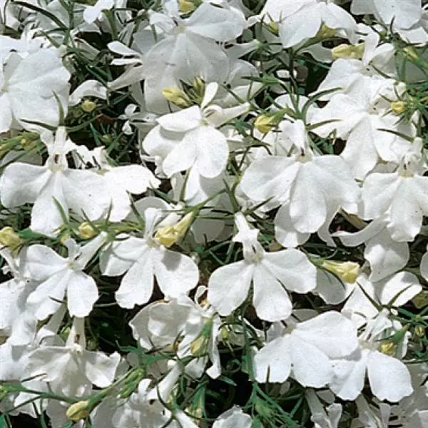 Лобелия Ривьера Белая - Lobelia erinus Riviera White - Фото №1