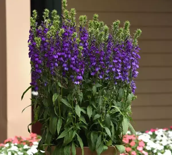 Лобелия Старшип Блю - Lobelia x speciosa Starship Blue - Фото №2