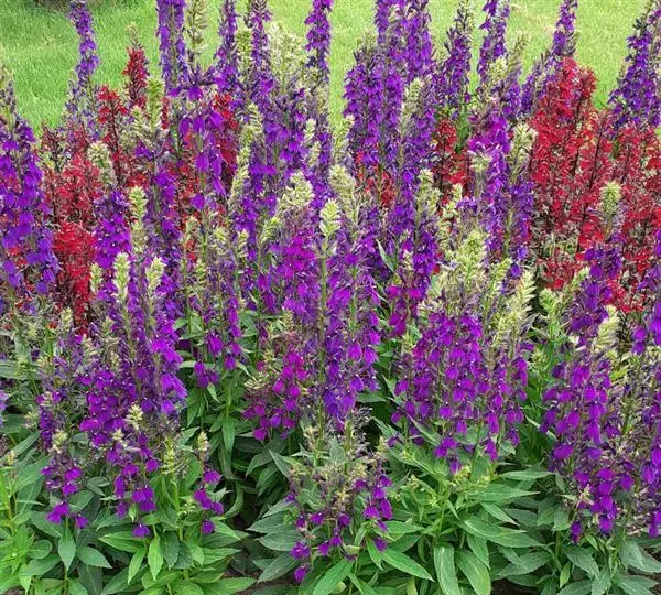 Лобелия Старшип Блю - Lobelia x speciosa Starship Blue - Фото №3