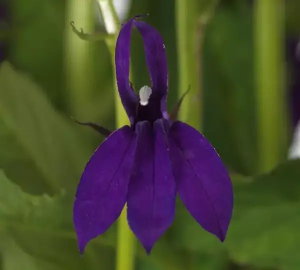 Лобелия Старшип Блю - Lobelia x speciosa Starship Blue - Фото №1