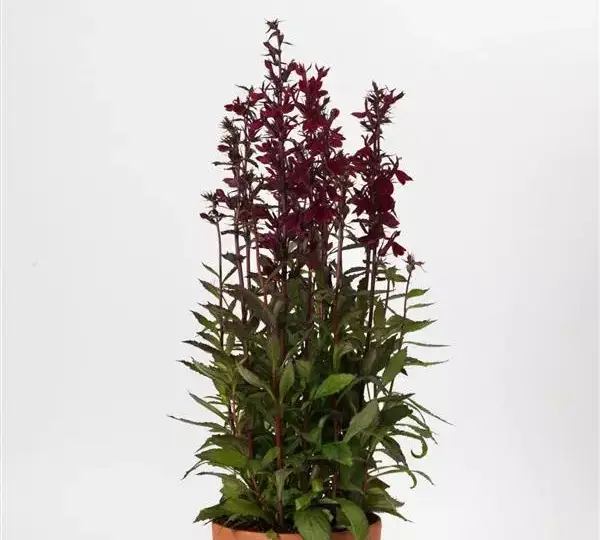 Лобелия Старшип Бургунди - Lobelia x speciosa Starship Burgundy - Фото №2