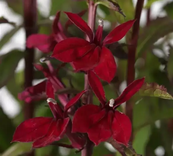 Лобелия Старшип Бургунди - Lobelia x speciosa Starship Burgundy - Фото №1