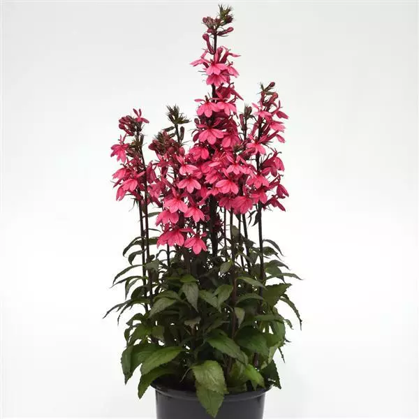 Лобелия Старшип Роуз - Lobelia x speciosa Starship Rose - Фото №2