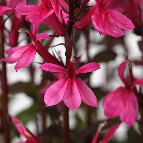 Лобелия Старшип Роуз - Lobelia x speciosa Starship Rose - Фото №1