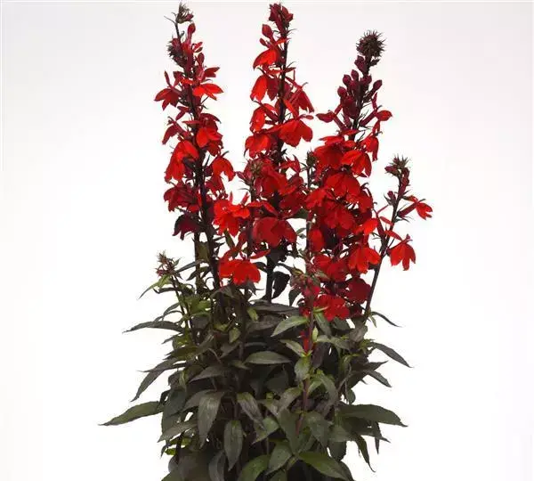 Лобелия Старшип Скарлет Бронз Лиф - Lobelia x speciosa Starship Scarlet Bronze Leaf - Фото №2