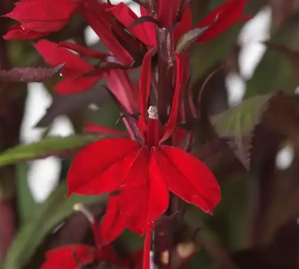Лобелия Старшип Скарлет Бронз Лиф - Lobelia x speciosa Starship Scarlet Bronze Leaf - Фото №1