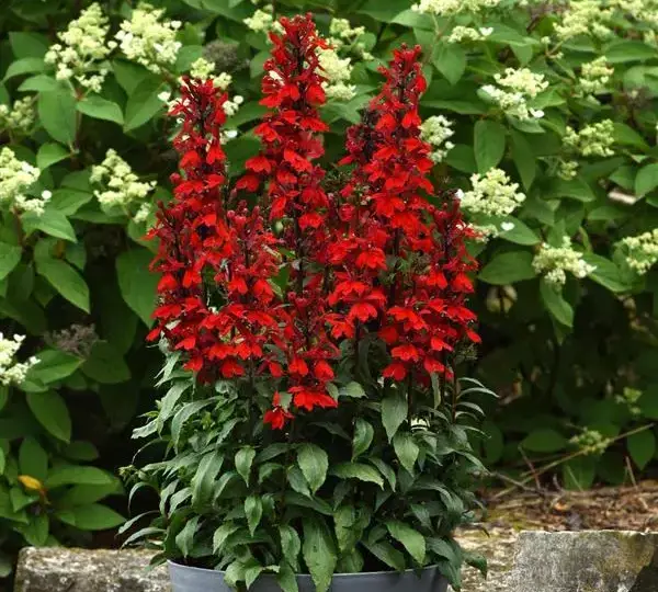 Лобелия Старшип Скарлет - Lobelia x speciosa Starship Scarlet - Фото №2