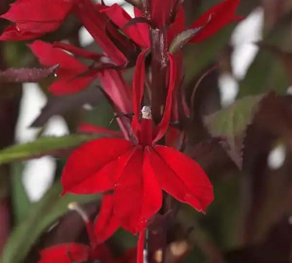 Лобелия Старшип Скарлет - Lobelia x speciosa Starship Scarlet - Фото №1