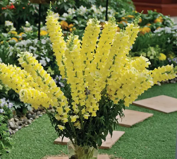 Львиный зев Опус III Жёлтый - Antirrhinum majus F1 Opus III Yellow - Фото №2