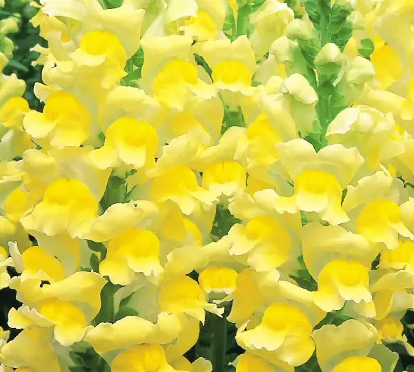 Львиный зев Опус III Жёлтый - Antirrhinum majus F1 Opus III Yellow - Фото №1
