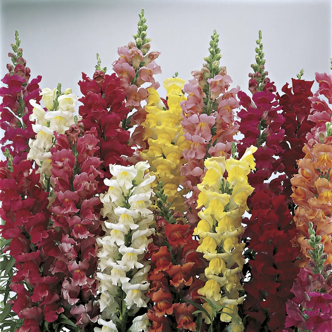 Львиный зев Классический микс - Antirrhinum majus Liberty Classic Mix - Фото №1