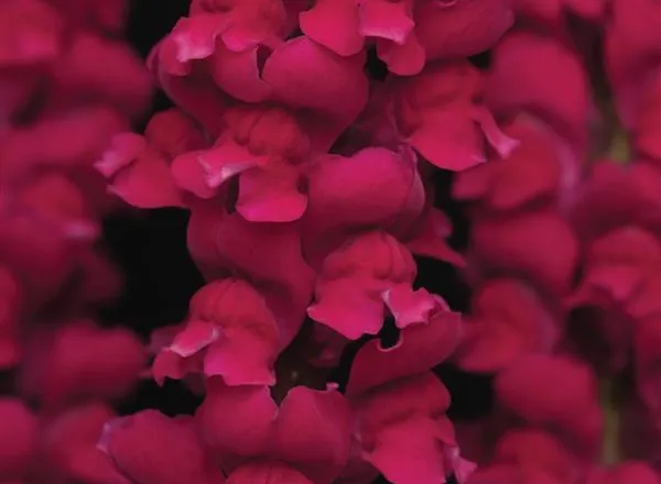 Львинный Зев Холодный Кримсон - Snapdragon Cool Crimson  - Фото №1
