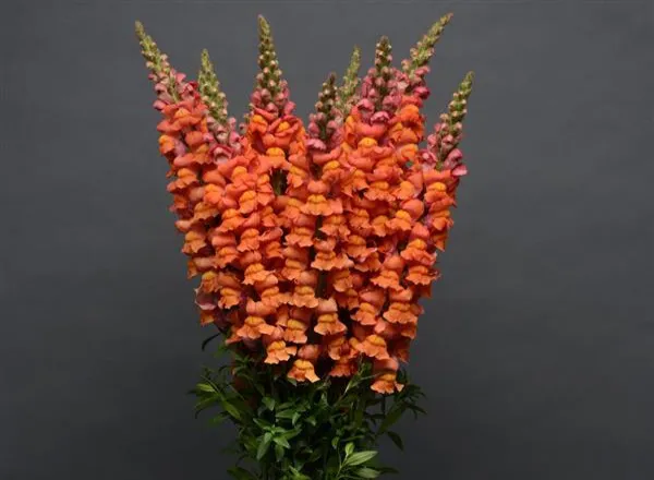 Львинный Зев Холодный Orange - Snapdragon Cool Orange - Фото №1