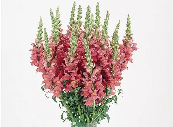 Львинный Зев Холодный Роуз - Snapdragon Cool Rose - Фото №1
