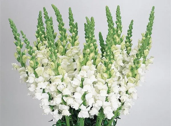 Львинный Зев Холодный White  - Snapdragon Cool White  - Фото №1