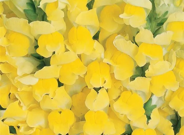 Львинный Зев Холодный Yellow 