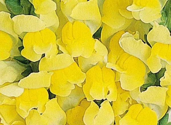 Львинный Зев Мериленд Bright Yellow  - Snapdragon Maryland Bright Yellow  - Фото №1