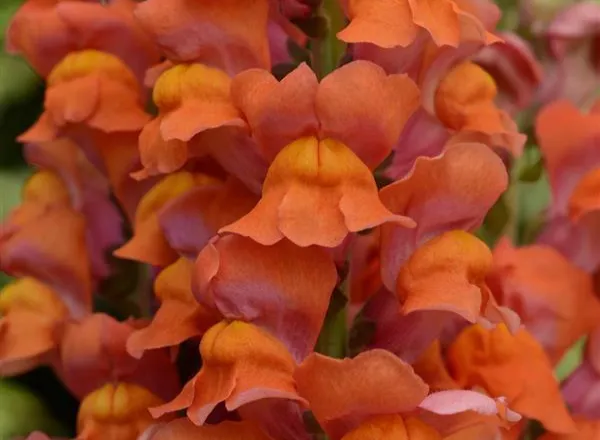 Львинный Зев Мериленд Dark Orange  - Snapdragon Maryland Dark Orange  - Фото №1
