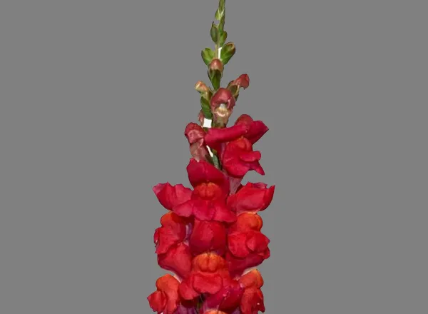 Львинный Зев Мериленд Фламинго - Snapdragon Maryland Flamingo  - Фото №1