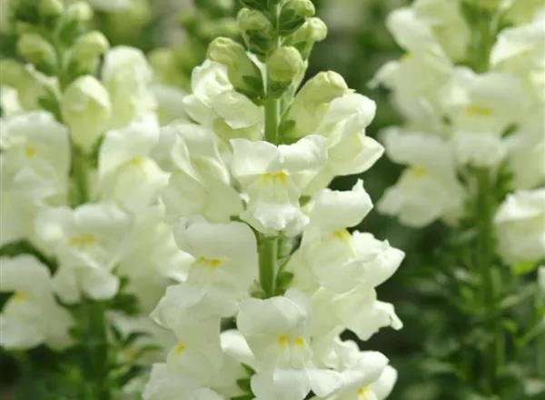 Львинный Зев Мериленд  Ivory White - Snapdragon Maryland Ivory White  - Фото №1