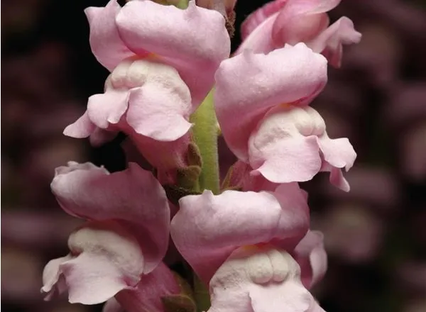 Львинный Зев Мериленд  Лаванда - Snapdragon Maryland Lavender  - Фото №1