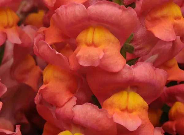 Львинный Зев Мериленд Orange  - Snapdragon Maryland Orange  - Фото №1