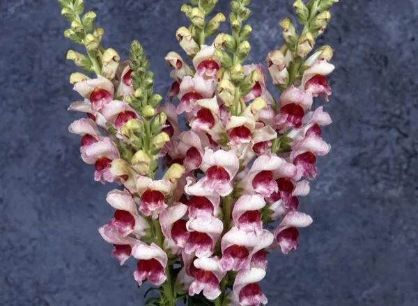 Львинный Зев Мериленд Plumblossom  - Snapdragon Maryland Plumblossom  - Фото №1