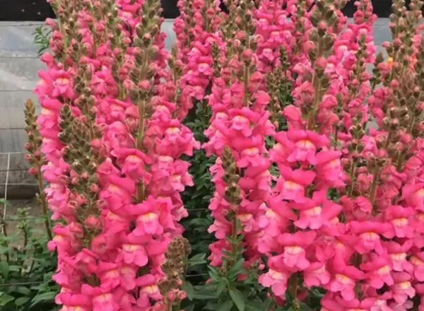 Львинный Зев Мериленд Роуз - Snapdragon Maryland Rose  - Фото №1