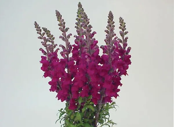 Львинный Зев Мериленд Роял - Snapdragon Maryland Royal  - Фото №1