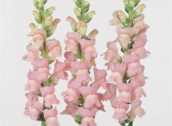 Львинный Зев Мериленд Shell Pink - Snapdragon Maryland Shell Pink - Фото №1
