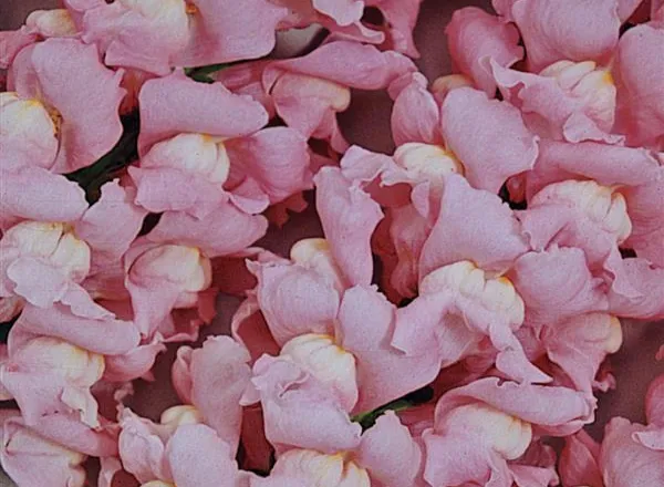 Львинный Зев Мериленд True Pink  - Snapdragon Maryland True Pink  - Фото №1