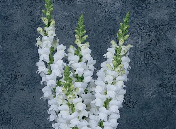 Львинный Зев Мериленд White    - Snapdragon Maryland White  - Фото №1
